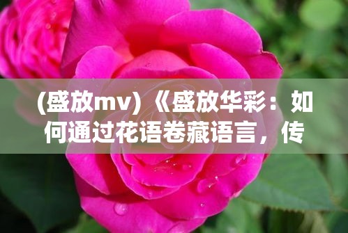 (盛放mv) 《盛放华彩：如何通过花语卷藏语言，传递你的爱与思念》——深入探索花卉的象征意义及其在特殊场合的运用法则。